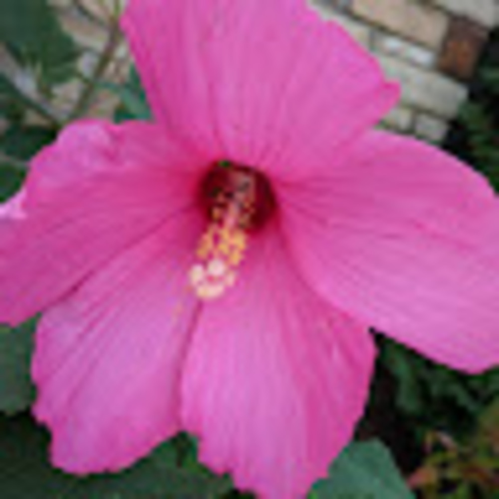 Meet your Posher, Janet